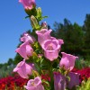 Canterbury Bells