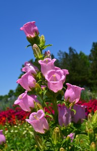 Canterbury Bells