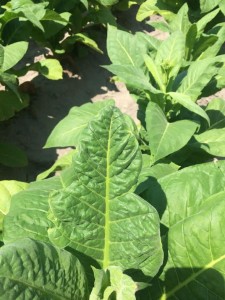 Figure 2. Calcium deficiency in slightly older bud/tip leaf, as noted by the pinched leaf margin near the leaf tip.