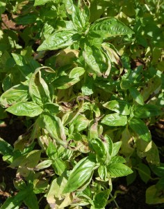 basil plant