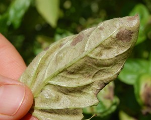 Basil leaf