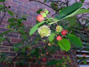 Cedar apple rust on Serviceberry image by Lucy Bradley