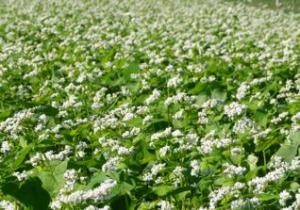 Buckwheat Photo credit:Whole Grains Council