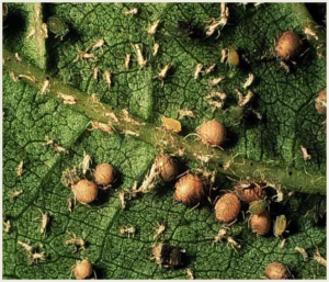 Cotton aphid mummies (large, pink and round) from parasitism.