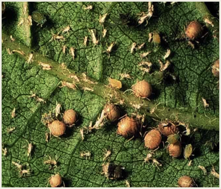 Как выглядят клещи на деревьях Managing Cotton Aphids NC State Extension