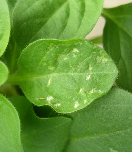 Thrips and damage on petunia. Photo: SD Frank
