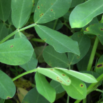 Figure 1. Early leaf spot of peanut