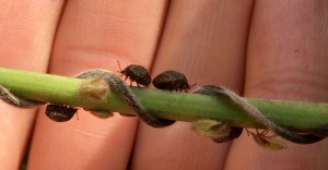 Kudzu bug adults and nymphs ready to develop to adults on kudzu- 7/14/15