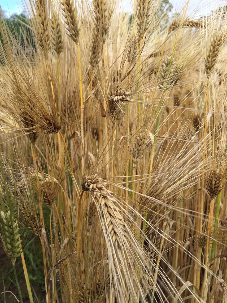 Barley maned: description, planting, care, use 82 Barley maned: description, planting, care, use 20