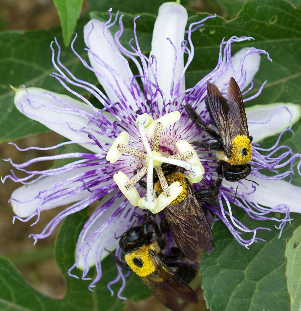 Carpenter bees on purple passion flower.