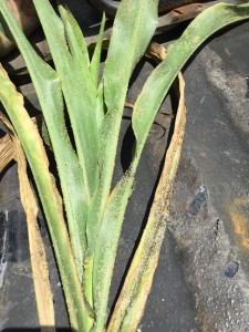 Pre-boot sorghum injured by sugarcane aphid. Photo courtesy of Jeremy Barnes.