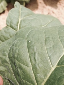 Hornworm egg. Photo: Jeremy Slone