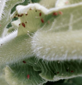 Colonizing aphids. Photo: Jeremy Slone