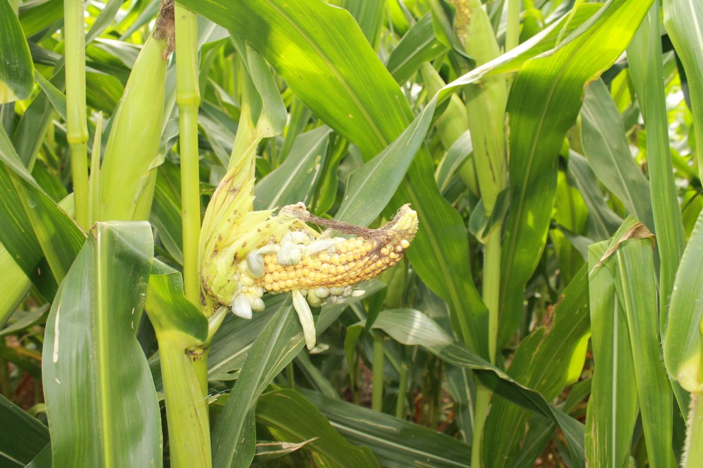 Corn smut resulting from stink bug interference during ear development damage from stink bug 