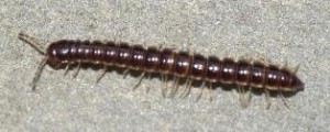 garden millipede