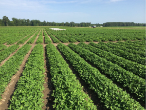 Figure 1. Peanut at Lewiston-Woodville on July 9 following 2 weeks of adequate rainfall for normal plant growth and development.
