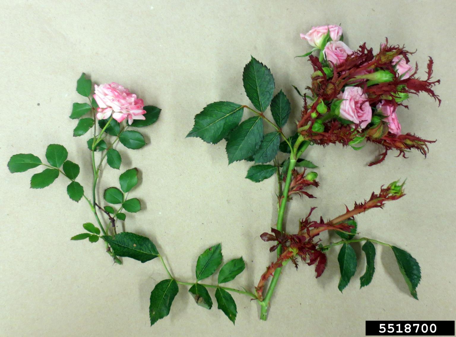 Have Knockout Roses? Then Here’s a Disease You Should Know. North