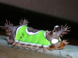 Bees and wasps aren't the only insects that sting. Some caterpillars, like the saddleback caterpillar pictured here, have spines or barbs that can be painful. If you spot these insects in your garden or landscape, leave them alone. They won't be around for long.