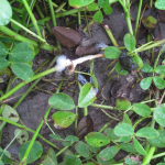 Figure 4. Sclerotinia blight of peanut. The typical fluffy fungus growth is most visible in early morning.