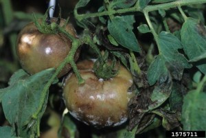 Tomato Late Blight image by Gerald Holmes - Bugwood