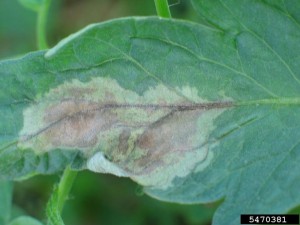 Tomato Late Blight image by Margaret McGrath, Cornell Bugwood