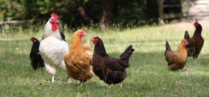 photo of several chickens in a grassy field