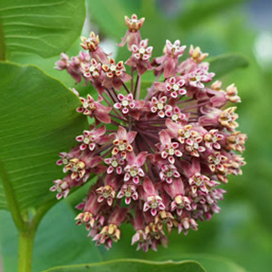 Asclepias syriaca