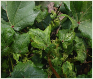 Leaf cupping and shiny honeydew resulting from aphid feeding.