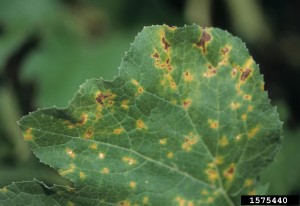 Cucurbit downy mildew , Top of leaf image by Gerald Holmes