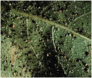 Cotton aphid fungus (black spots).