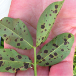 Figure 2. Late leaf spot of peanut