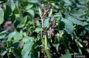 Potato late blight image by Howard F. Schwartz --bugwood