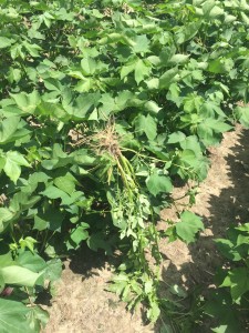 proper removal of pigweed
