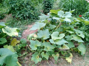 Tired squash picture