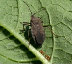 squash bug