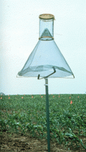 Wire Trap in corn field. (Photo by Pamela Opfer, OSU)