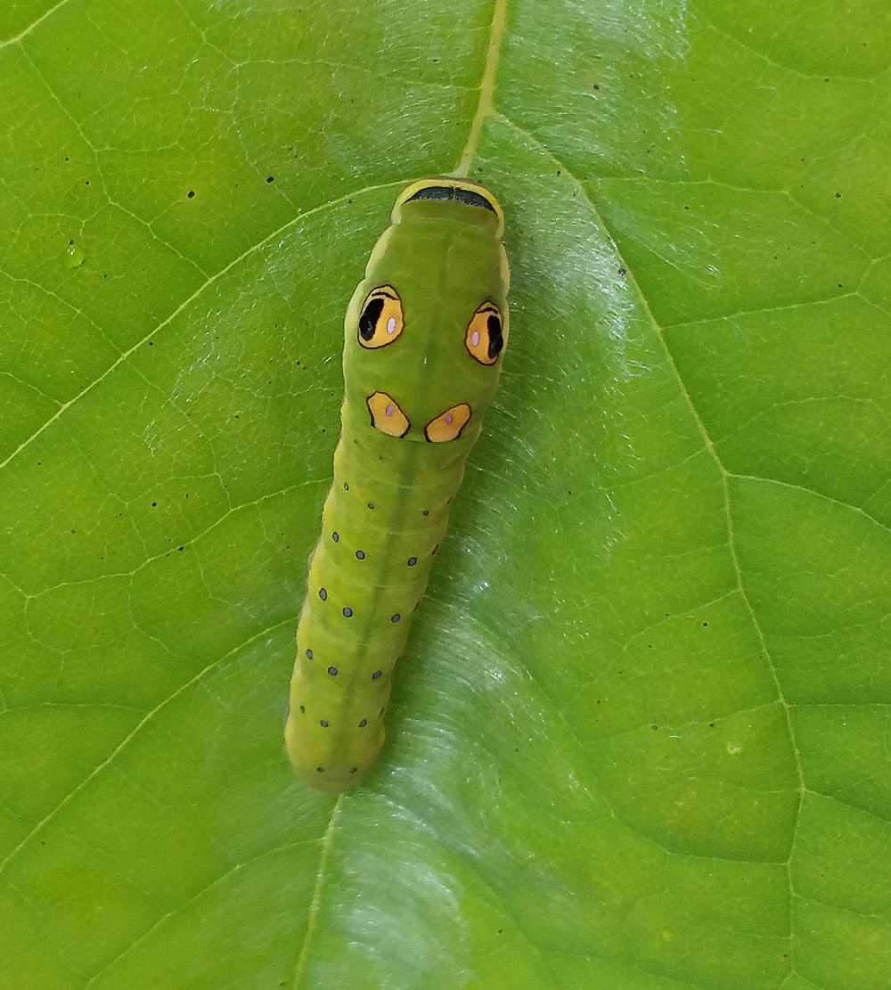 Spicebush swallowtail caterpillar on spicebush.