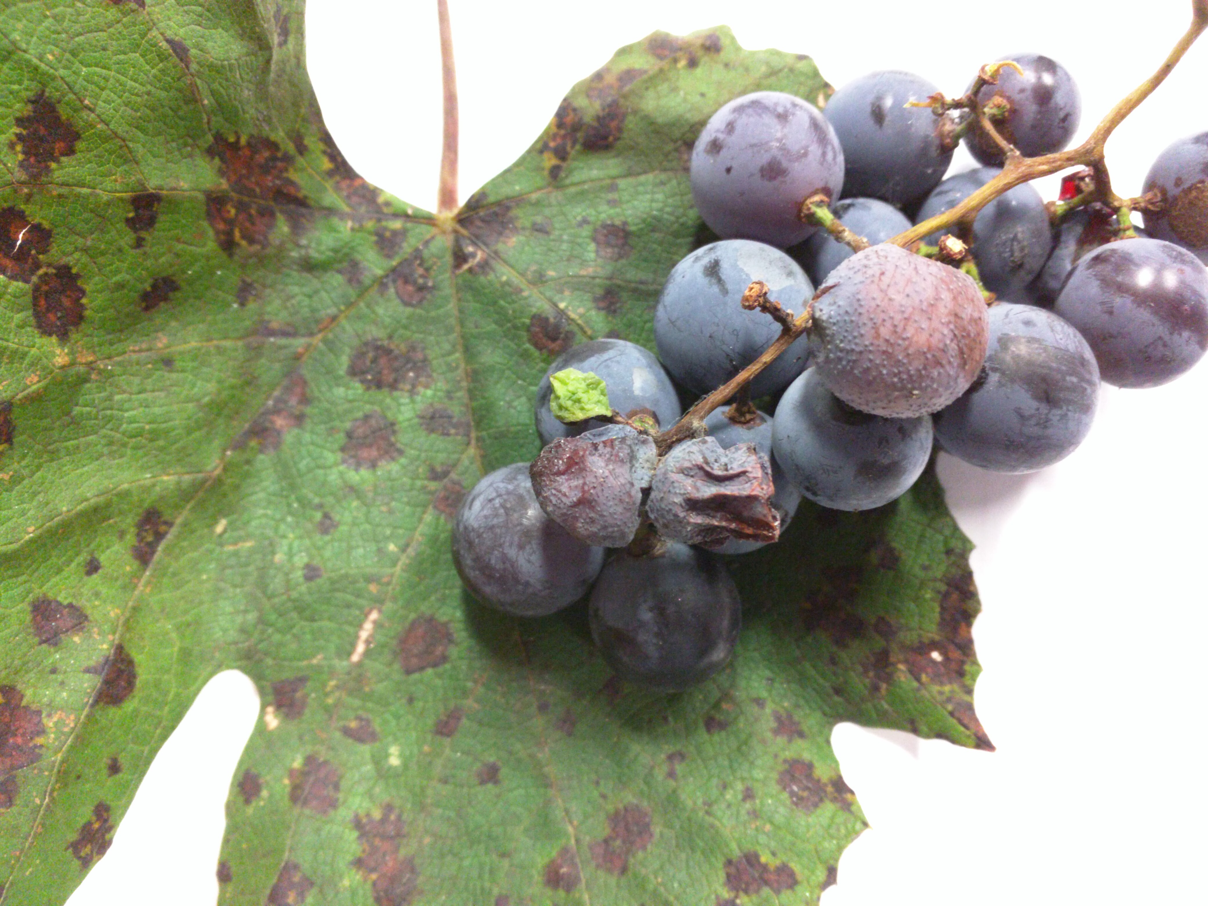 concord grape vine diseases