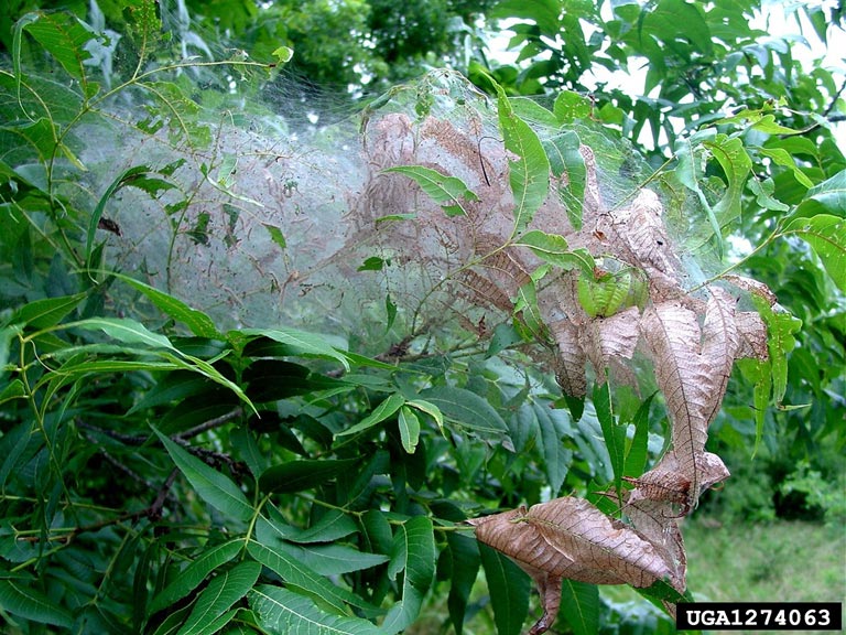 What Should I Do About Caterpillars North Carolina Cooperative Fall Webworm Nest