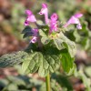 Henbit flower cluster. Purple tube shapped flowers clustered at the tip; hairy leaves.