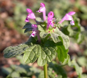 Henbit flower cluster. Purple tube shapped flowers clustered at the tip; hairy leaves.