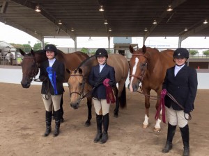 Hunter Geldings