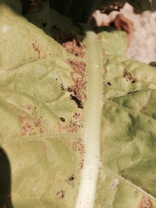 Flea Beetles. Photo: Jeremy Slone