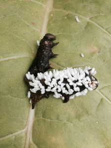 Dead and parasitized hornworm. Photo: Jeremy Slone