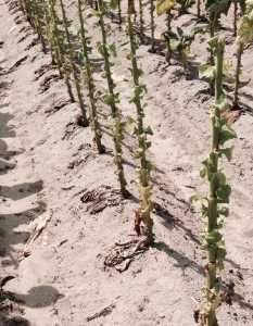 Harvested tobacco stalks. Photo: Jeremy Slone