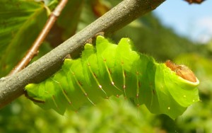 large green caterpillar