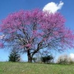 Redbud