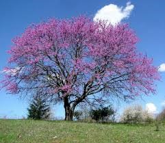 Cover photo for Durham Master Gardeners  Launch Durham Finest Trees Competition