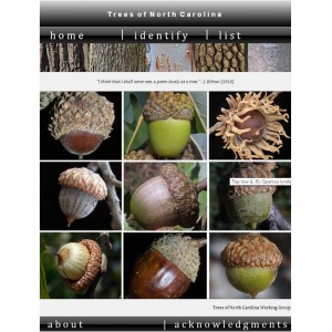 Nut Identification Chart