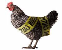 Cover photo for Avian Flu: What Is It?